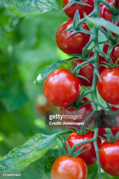 close up of tomatoes on the vine - superfood stock pictures, royalty-free photos & images