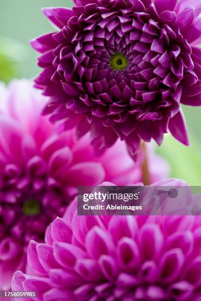 close up of bright pink dahlia - arabian night dahlia stock pictures, royalty-free photos & images