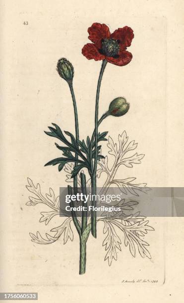 Mongrel poppy or round pricklyhead poppy, Papaver hybridum. Handcoloured copperplate engraving after an illustration by James Sowerby from James...