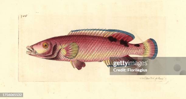 Cuckoo wrasse, Labrus mixtus . Illustration drawn and engraved by Richard Polydore Nodder. Handcoloured copperplate engraving from George Shaw and...