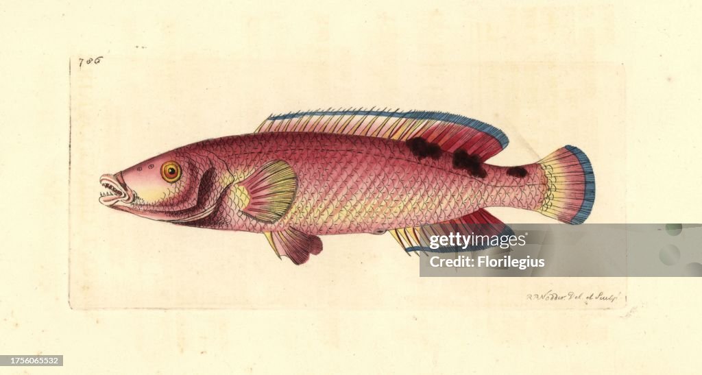 Cuckoo wrasse