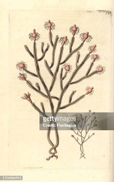 Tree hydroid, Eudendrium ramosum . Illustration drawn and engraved by Richard Polydore Nodder. Handcoloured copperplate engraving from George Shaw...