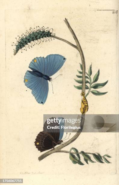 Single-spotted butterfly, Papilio spondiae. Illustration drawn and engraved by Richard Polydore Nodder. Handcoloured copperplate engraving from...