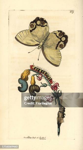 Amber phantom, Haetera piera , with caterpillar and pupa on cashew nut plant, Anarcardium occidentale. Illustration drawn and engraved by Richard...