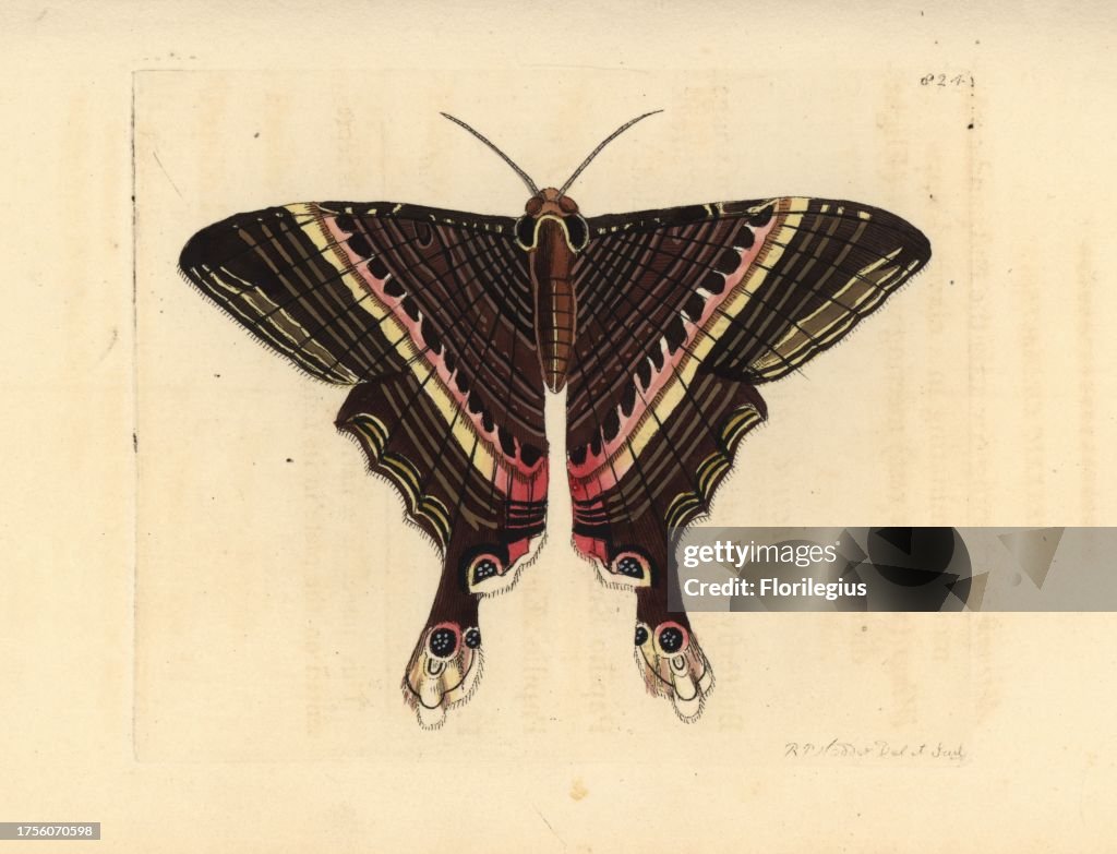 Sematura empedocles moth