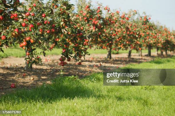 norfolk red apple tree orchard - pommier photos et images de collection