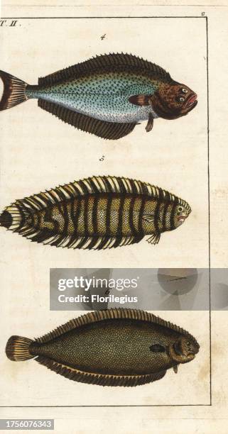 Halibut, Hippoglossus hippoglossus 4, lined sole, Achirus lineatus 5, and Dover sole, Solea solea 6. Handcolored copperplate engraving from Gottlieb...