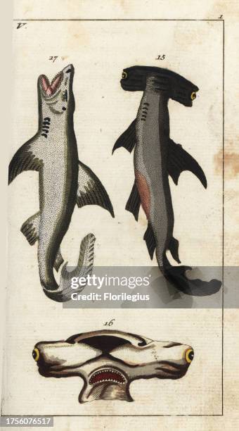 Smooth hammerhead shark, Sphyrna zygaena 15, head of hammerhead 16, White shark, Carcharodon carcharias 17. Handcolored copperplate engraving from...