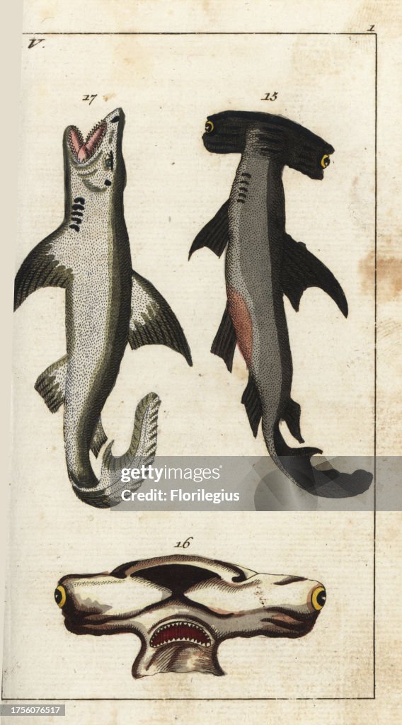Hammerhead shark and white shark