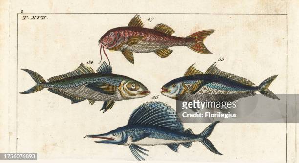 Bigeye scad, Selar crumenophthalmus 54 Indo-Pacific sailfish, Istiophorus platypterus 56, and surmullet, Mullus surmuletus 57. Handcolored...