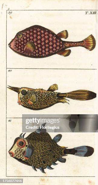 Smooth trunkfish, Rhinesomus triqueter 39, longhorn cowfish, Lactoria cornuta 40, and thornback trunkfish, Tetrosomus gibbosus 41. Handcolored...