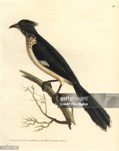Jacobin cuckoo, Clamator jacobinus . Handcoloured copperplate engraving drawn and engraved by Richard Polydore Nodder from William Elford Leach's...