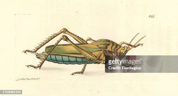 Serrate lubber grasshopper, Prionolopha serrata . Illustration drawn and engraved by Richard Polydore Nodder. Handcoloured copperplate engraving from...