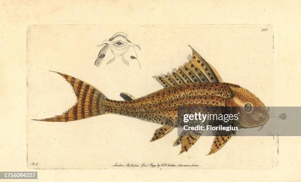 Suckermouth catfish or common pleco, Hypostomus plecostomus. Illustration drawn and engraved by Richard Polydore Nodder. Handcoloured copperplate...