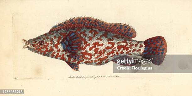 Variegated wrasse, Labrus tinca? Illustration drawn and engraved by Richard Polydore Nodder. Handcoloured copperplate engraving from George Shaw and...