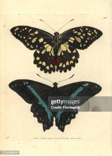 Common lime butterfly, Papilio demoleus, and green-banded swallowtail, Papilio nireus. Illustration drawn by George Shaw. Handcoloured copperplate...