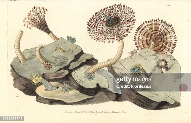 Magnificent feather duster worm, Sabellastarte magnifica. Illustration drawn and engraved by Richard Polydore Nodder. Handcoloured copperplate...