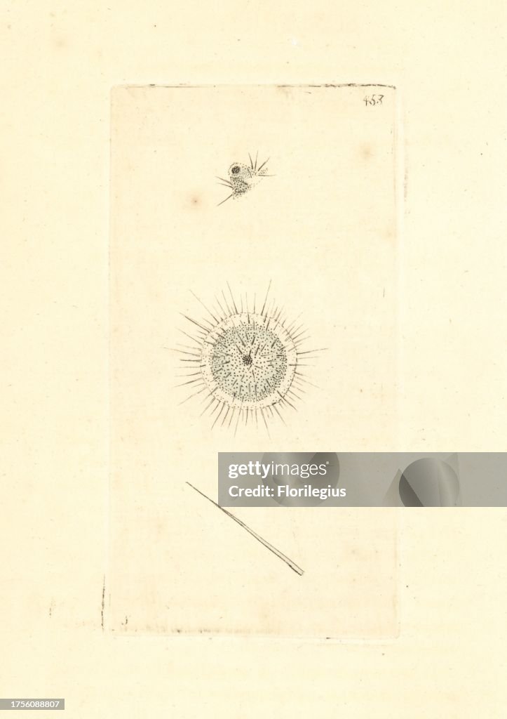 Actinophrys sol