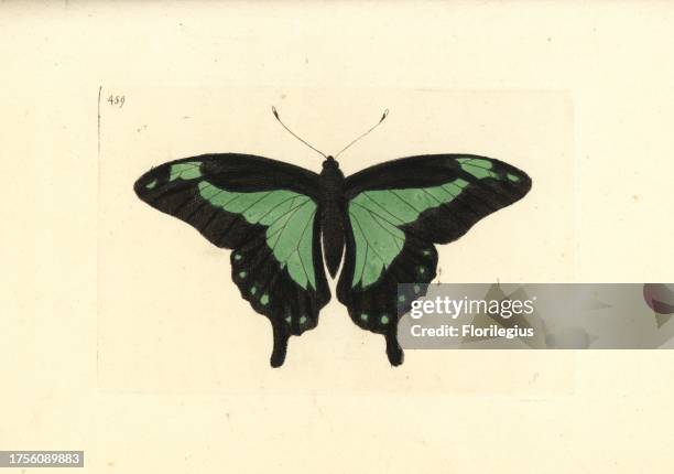 Apple-green or green-banded swallowtail butterfly, Papilio phorcas. Illustration drawn by George Shaw. Handcoloured copperplate engraving from George...