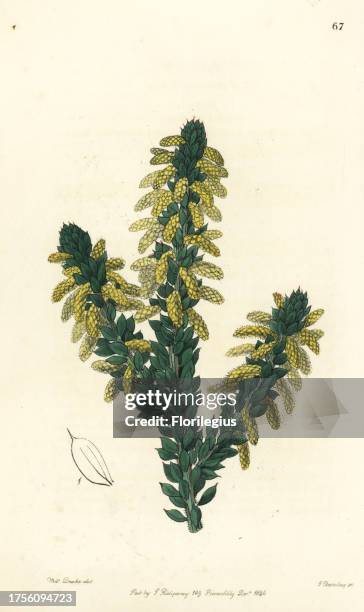 Wattle, Acacia verticillata subsp. Ruscifolia . Handcoloured copperplate engraving by George Barclay after an illustration by Miss Sarah Drake from...