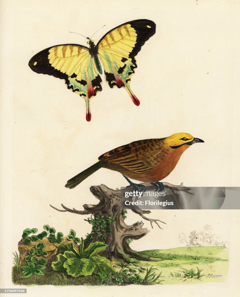 Straw-headed bulbul, Pycnonotus zeylanicus