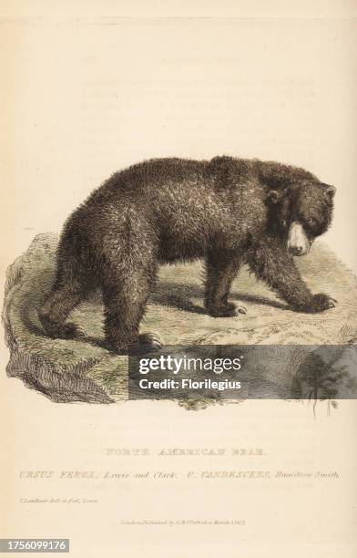 Grizzly bear, Ursus arctos. Endangered. North American bear, Ursus ferox or Ursus candescens. Handcoloured copperplate drawn and engraved by Thomas...