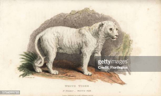 White variant of the Bengal tiger, Panthera tigris tigris . Handcoloured copperplate engraving by Thomas Landseer after an illustration by Charles...