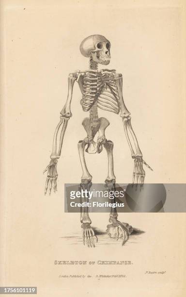 Skeleton of the common chimpanzee, Pan troglodytes. Endangered. Copperplate engraving by James Basire from Edward Griffith's The Animal Kingdom by...