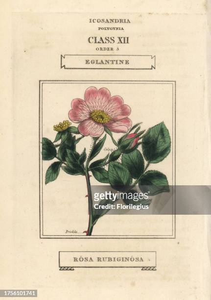 Eglantine or sweet briar rose, Rosa rubiginosa. Handcoloured copperplate engraving after an illustration by Richard Duppa from his The Classes and...