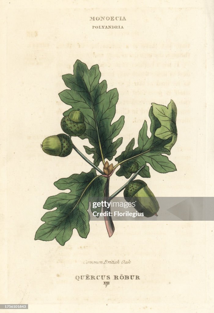 Common British oak tree, Quercus robur. Handcoloured copperplate ...