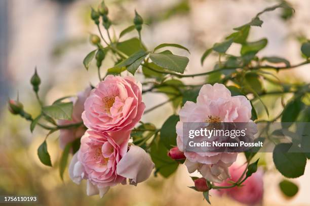 delicate pink roses in bloom on summer branches in garden - rosa foto e immagini stock