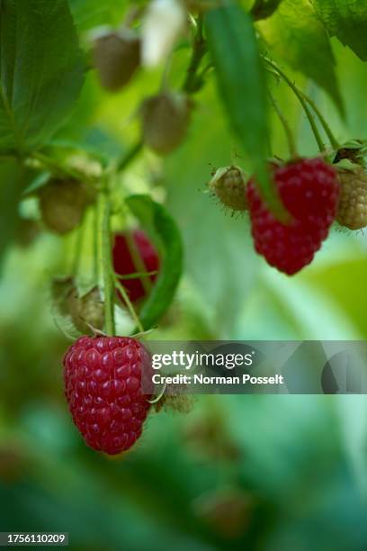 Red Raspberry Stem 643 Raspberry Plant Stock Photos, High-Res Pictures, and Images - Getty ...