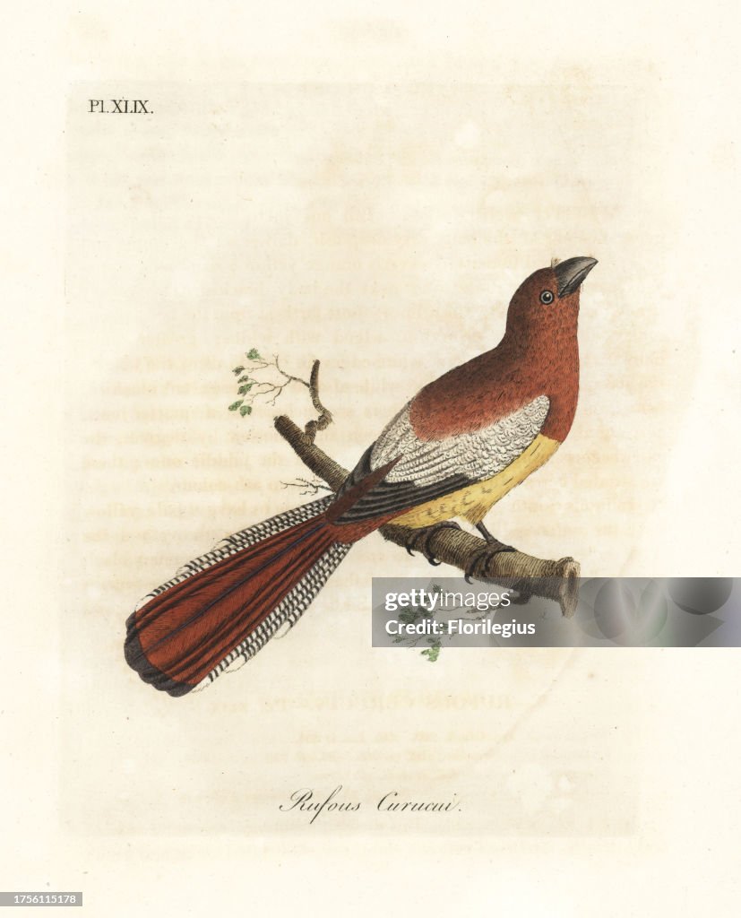 Black-throated trogon, Trogon rufus, female