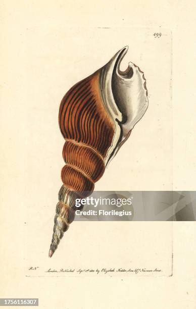 Spindle tibia shell, Tibia fusus . Illustration drawn and engraved by Richard Polydore Nodder. Handcoloured copperplate engraving from George Shaw...