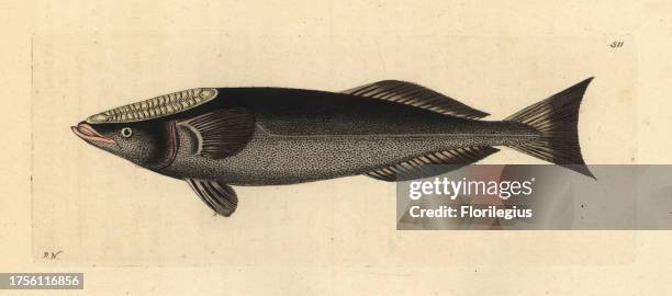 Shark sucker fish, Remora remora . Illustration drawn and engraved by Richard Polydore Nodder. Handcoloured copperplate engraving from George Shaw...