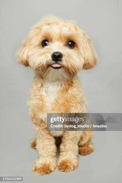 cute expression, funny expression, smiling, maltepoo, studio shooting - norfolk terrier stock pictures, royalty-free photos & images