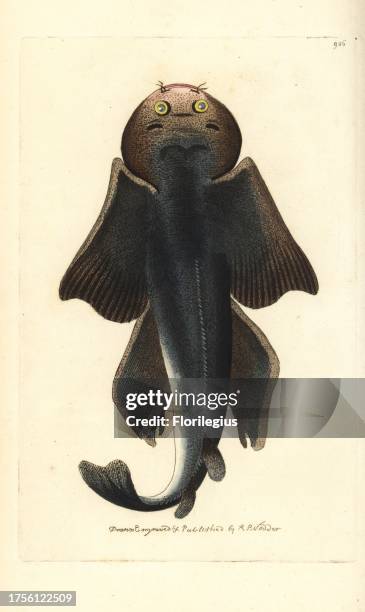 Angel shark, Squalus squatina. Critically endangered. Illustration drawn and engraved by Richard Polydore Nodder. Handcoloured copperplate engraving...