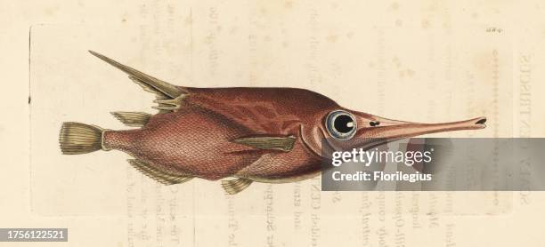 Snipefish, Macroramphosus scolopax . Illustration drawn and engraved by Richard Polydore Nodder. Handcoloured copperplate engraving from George Shaw...