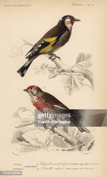 Goldfinch, Carduelis carduelis, and common linnet, Carduelis cannabina. Handcoloured engraving by Fournier after an illustration by Edouard Travies...