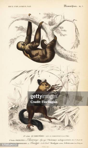 Aye-aye, Daubentonia madagascariensis , and brown-throated sloth, Bradypus variegatus brasiliensis. Handcolored engraving by Fournier after an...