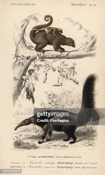 Silky anteater or pygmy anteater, Cyclopes didactylus, and giant anteater, Myrmecophaga tridactyla . Handcoloured engraving by Fournier after an...