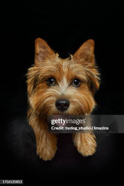 cute expression, funny expression, smiling, norwich terrier, studio shooting - norfolk terrier stock-fotos und bilder