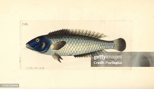 Lightning wrasse, Halichoeres cyanocephalus . Illustration drawn and engraved by Richard Polydore Nodder. Handcoloured copperplate engraving from...