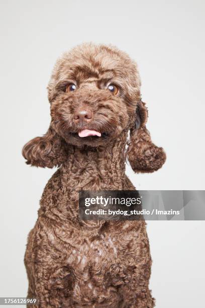 cute expression, funny expression, smiling, poodle, poodle, studio shooting - barbet photos et images de collection