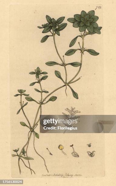 Spiny water starwort, Callitriche palustris . Handcoloured copperplate engraving after a drawing by James Sowerby for James Smith's English Botany,...