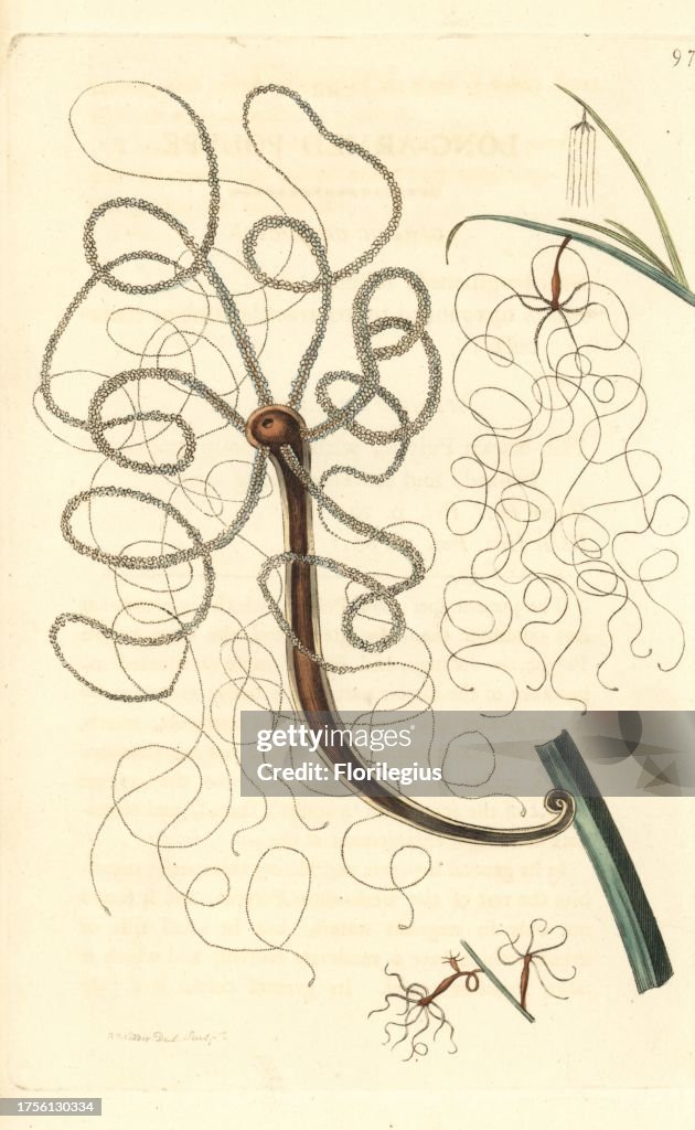 Long-armed polype