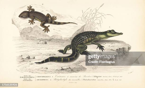 Alligator, Alligator mississippiensis, and common wall gecko, Tarentola mauritanica. Handcolored engraving by Forget after an illustration by Oudart...