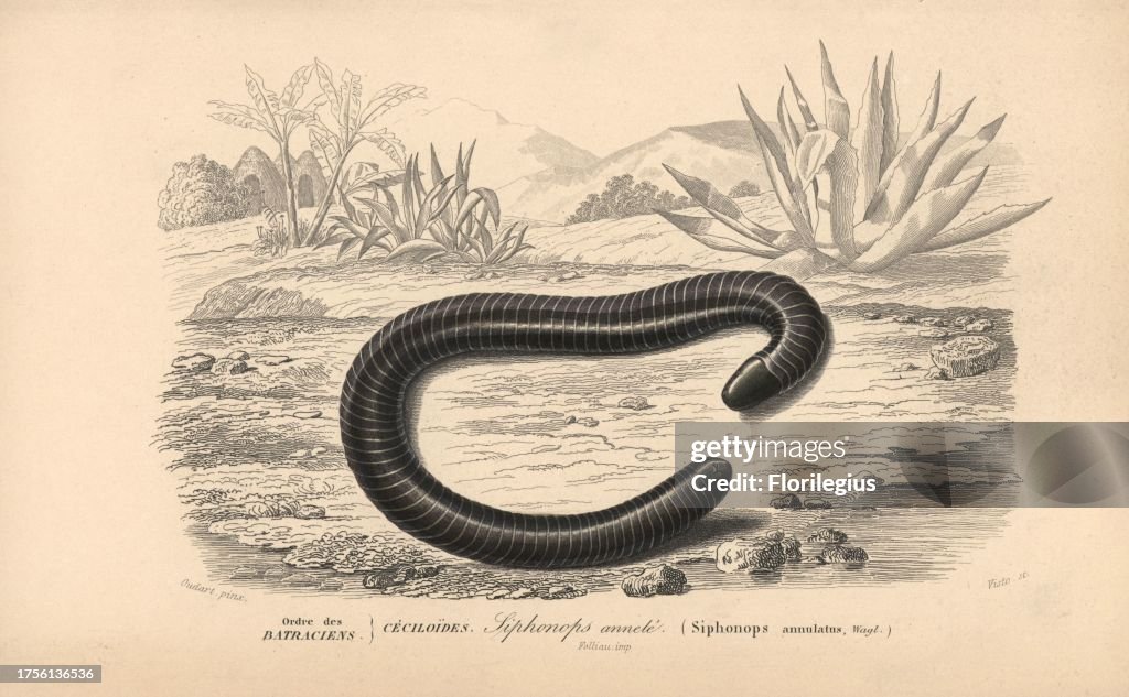 Ringed caecilian
