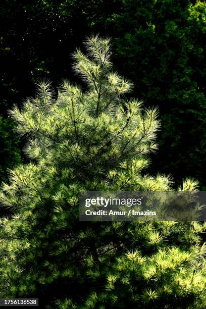 geumpine - hemlock tree fotografías e imágenes de stock