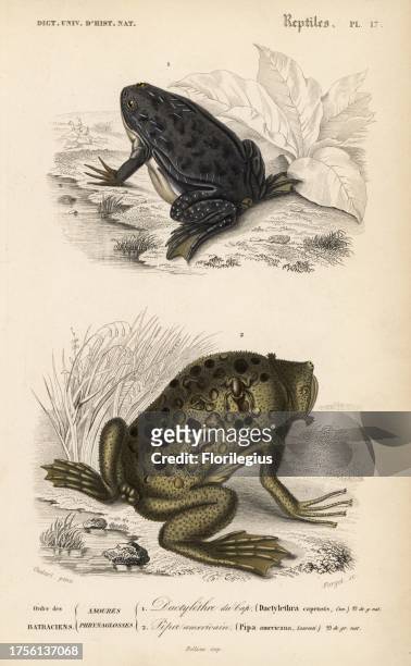 African clawed frog, Xenopus laevis 1, and Surinam toad, Pipa pipa 2. Handcolored engraving by Forget after an illustration by Oudart from Charles...